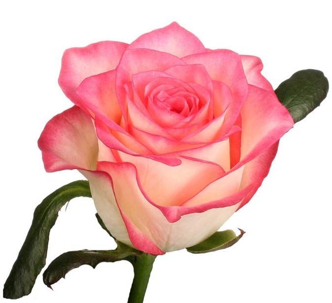 Rose Miss Piggy WINCHESTER FARM LTD (Mzurie) | M-flowers