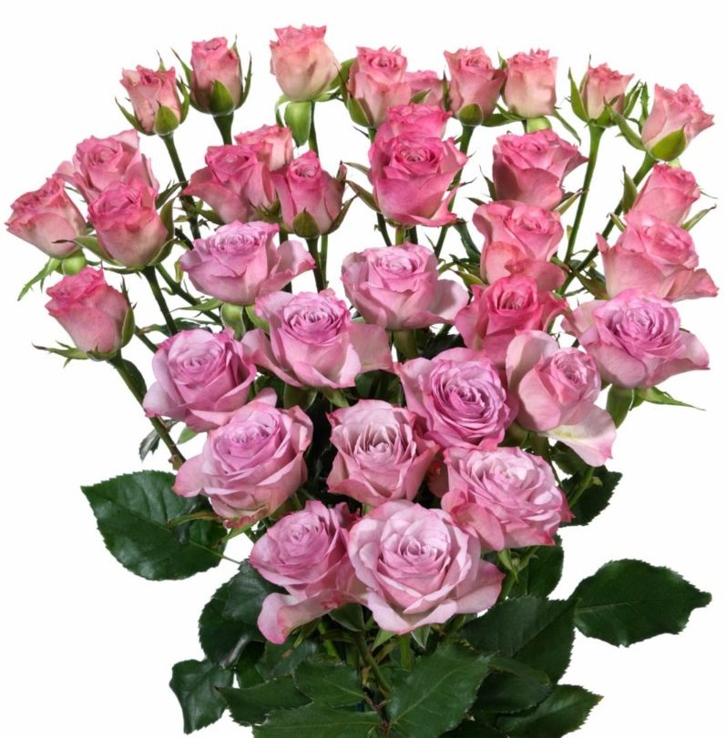 Spray roses Rowena 40 A1 SIAN ROSES KE купить оптом на M-Flowers