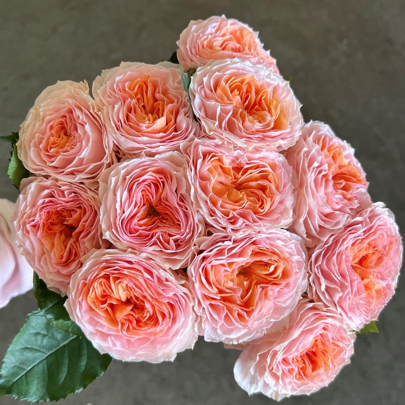 Garden Spray Rose Georgia Peach RED LANDS ROSES LTD | M