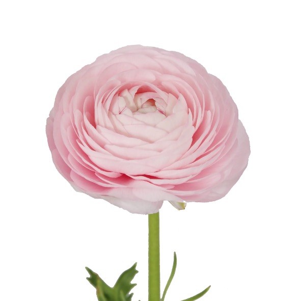 Ranunculus Light pink 40 A1 Granada CO buy wholesale on M-Flowers