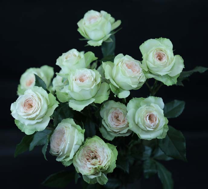 Garden Spray Rose Pavlova 50 A1 TAMBUZI LTD KE comprar al por mayor en M-Flowers