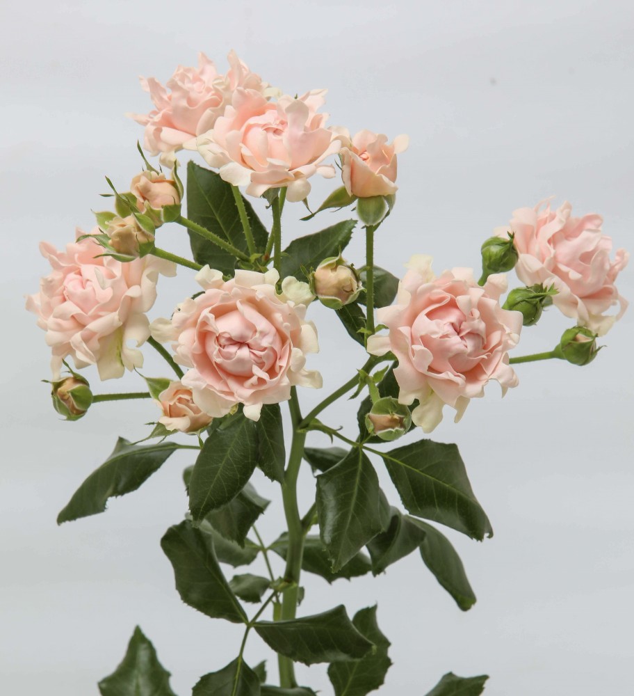 Garden Spray Rose Sofine peach 53 A1 Garden Spray Rose Sofine 53 A1 TAMBUZI LTD KE comprar al por mayor en M-Flowers