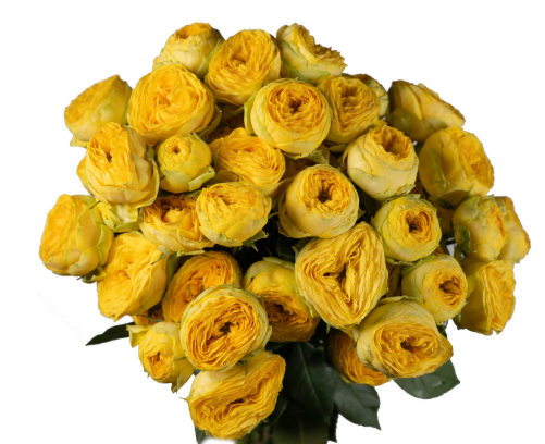 Garden Spray Rose Golden Trendsetter 50 A1 TAMBUZI LTD KE comprar al por mayor en M-Flowers