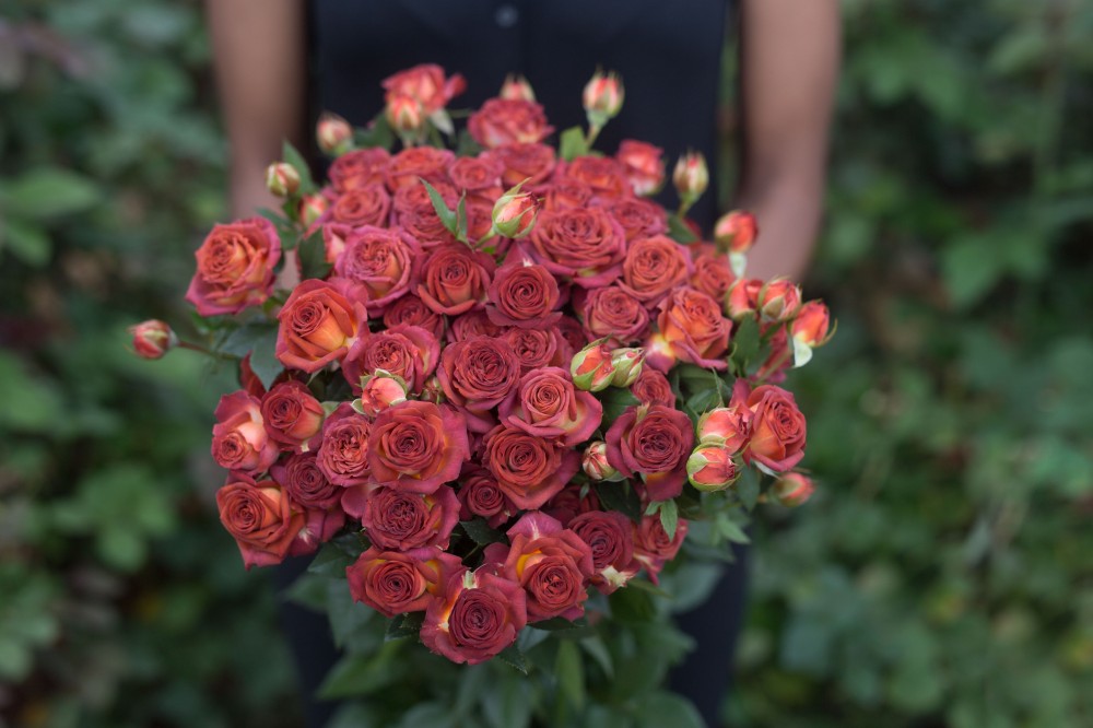 Spray roses Chocolate Bubbles brown 40 A1 Spray roses Chocolate Bubbles 40 A1 RED LANDS ROSES LTD KE купить оптом на M-Flowers