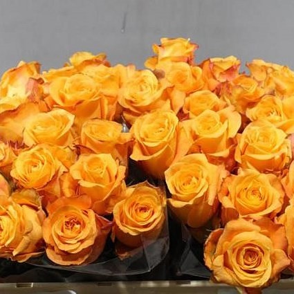 Rose Malaga orange 50 A1 GOLDEN TULIP FARMS LTD Kenya comprar al por mayor en M-Flowers