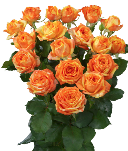 Spray roses Orange Peps orange 40 A1 Spray roses Orange Peps 40 A1 RED LANDS ROSES LTD KE comprar al por mayor en M-Flowers