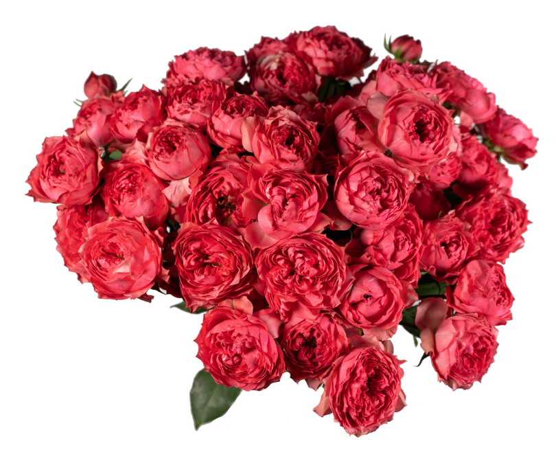 Garden Spray Rose Julieta Raspberry red 50 A1 GOLDEN TULIP FARMS LTD Kenya buy wholesale on M-Flowers