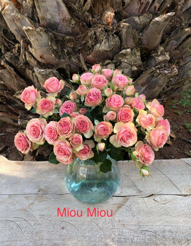 Garden Spray Rose Miou Miou 40 A1 RED LANDS ROSES LTD KE buy wholesale on M-Flowers
