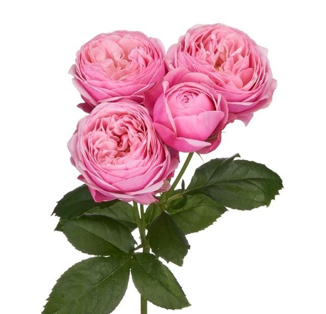 Garden Spray Rose Silva Pink SIAN ROSES | M-flowers