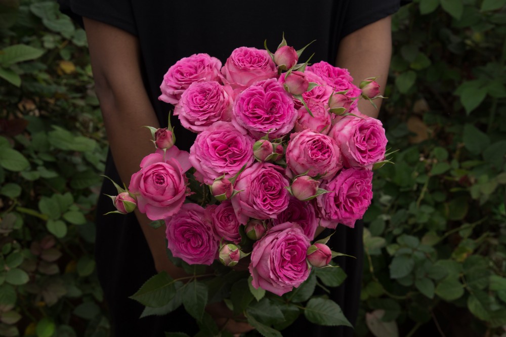 Garden Spray Rose Fuchsia Lace dark-pink 70 A1 Red Lands Roses Kenya comprar al por mayor en M-Flowers