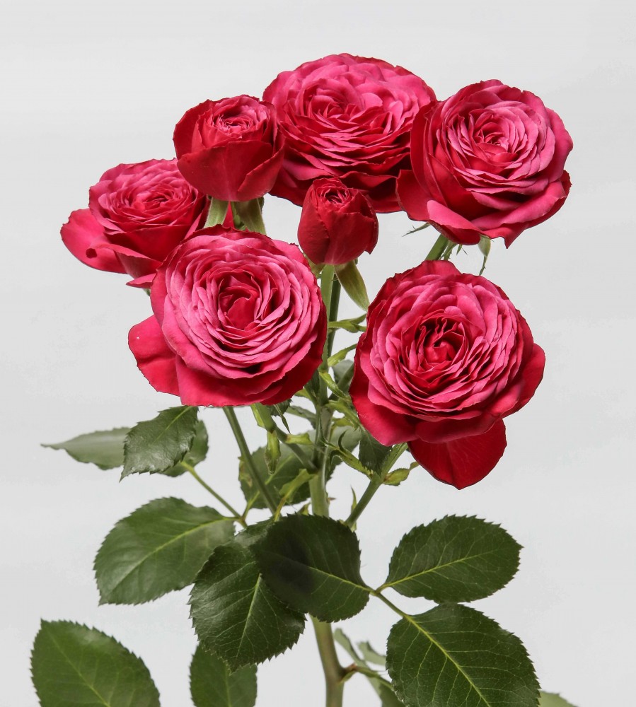 Garden Spray Rose Grasiella dark-pink 40 A1 Garden Spray Rose Grasiella 40 A1 RED LANDS ROSES LTD KE comprar al por mayor en M-Flowers