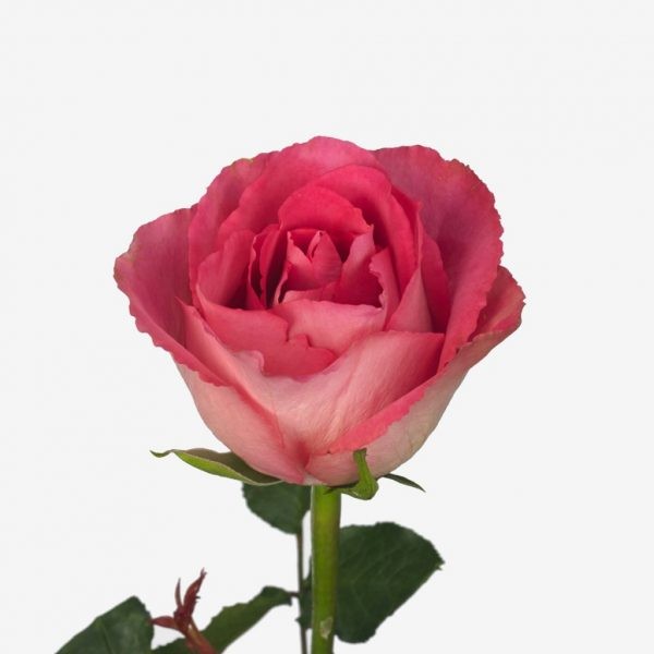 pink rose♡ Rose Pinky Promise JOSARFLOR | M-flowers – flowers wholesale
