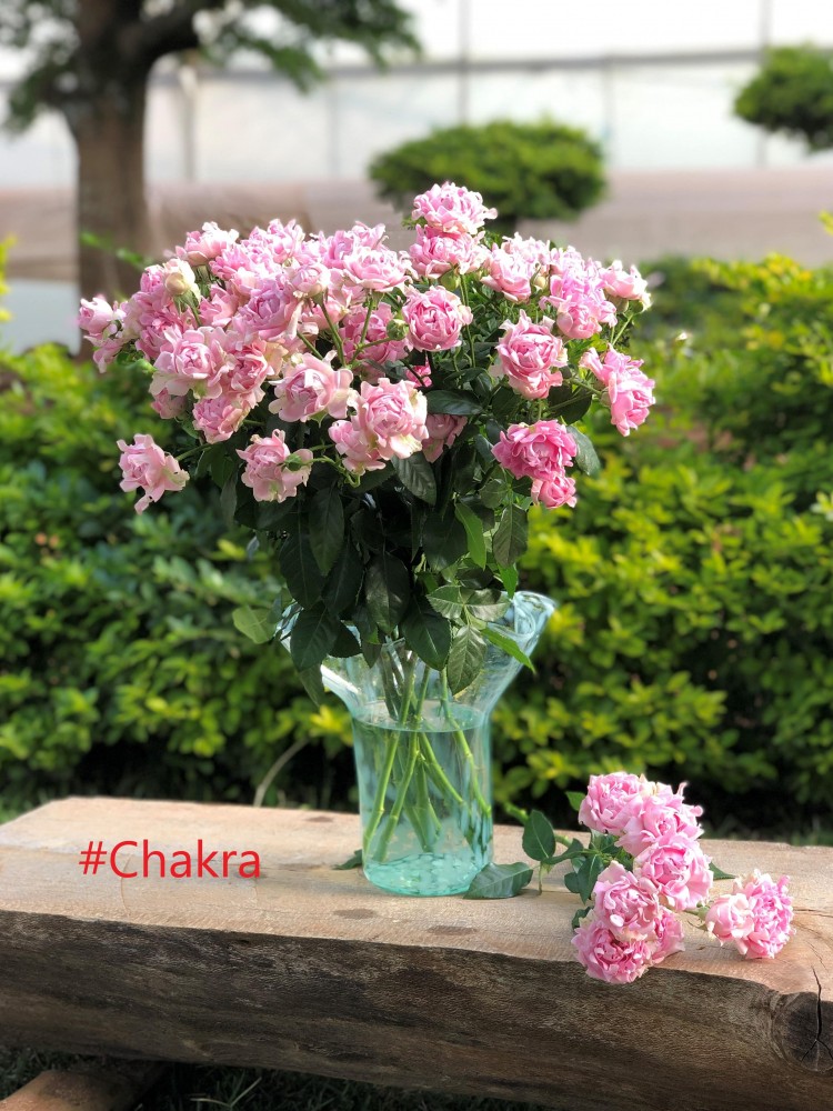 Garden Spray Rose Chakra 40 A1 RED LANDS ROSES LTD KE buy wholesale on M-Flowers