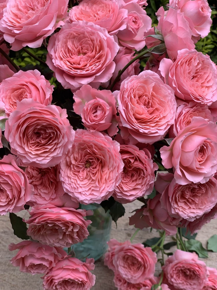 Garden Spray Rose Frivolity 40 A1 RED LANDS ROSES LTD KE buy wholesale on M-Flowers