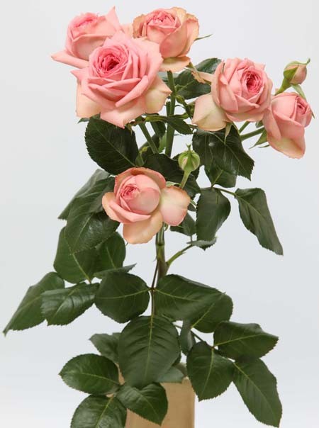 Garden Spray Rose Nude Lace 40 A1 RED LANDS ROSES LTD KE buy wholesale on M-Flowers