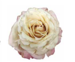 Garden Spray Rose Sahara Sensation 40 A1 SHALIMAR FLOWERS (KENYA) LTD KE купить оптом на M-Flowers