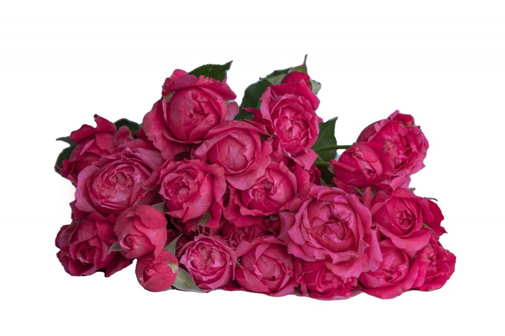 Garden Spray Rose Julieta Cerise dark-pink 50 A1 GOLDEN TULIP FARMS LTD Kenya buy wholesale on M-Flowers