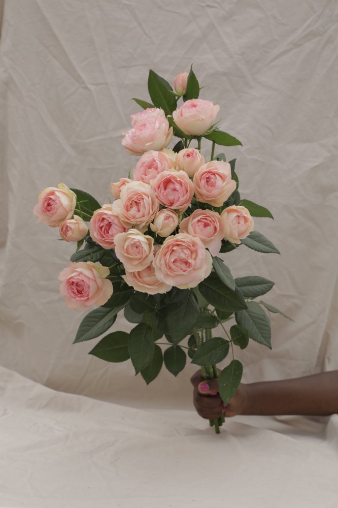 Garden Spray Rose Lovely Rokoko light-pink 50 A1 Red Lands Roses Kenya buy wholesale on M-Flowers