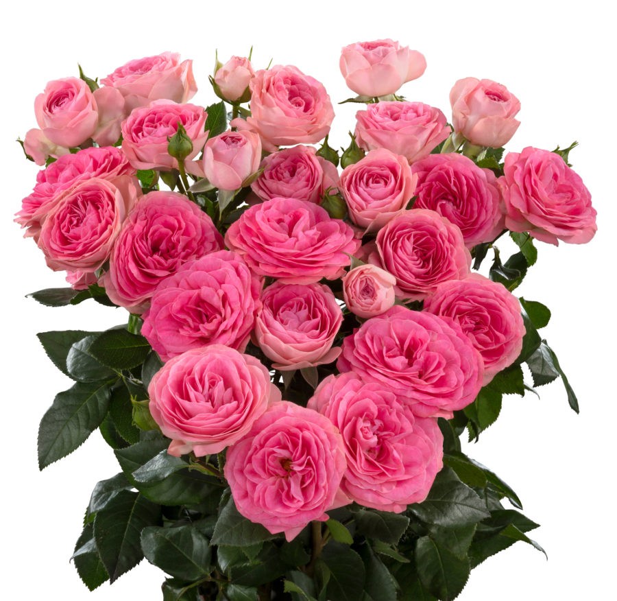 Garden Spray Rose Muriel Lace 40 A1 RED LANDS ROSES LTD KE comprar al por mayor en M-Flowers