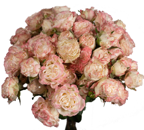 Garden Spray Rose Charming Flow 40 A1 FRESH EXCHANGE FZCO KE comprar al por mayor en M-Flowers