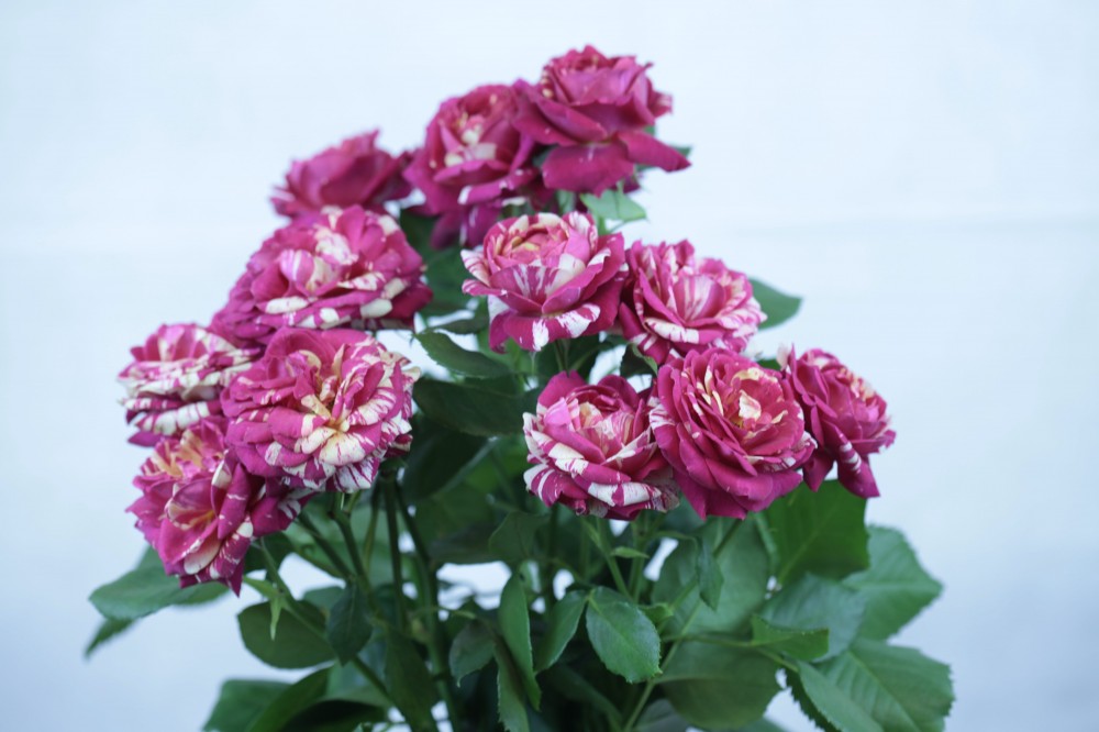 Garden Spray Rose La Parisienne 40 A1 RED LANDS ROSES LTD KE comprar al por mayor en M-Flowers