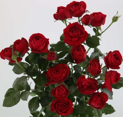 Garden Spray Rose Ruby Gem 40 A1 RED LANDS ROSES LTD KE купить оптом на M-Flowers