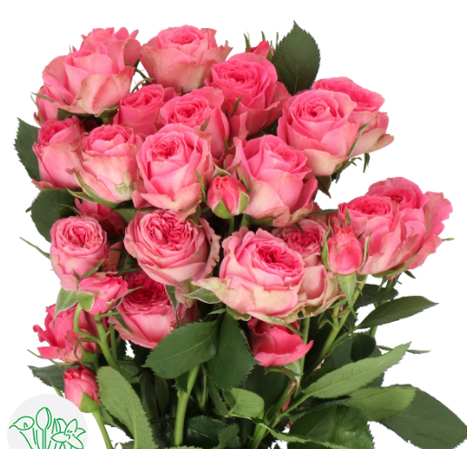 Spray roses Elisana pink 40 A1 Spray roses Elisana 40 A1 RED LANDS ROSES LTD KE comprar al por mayor en M-Flowers