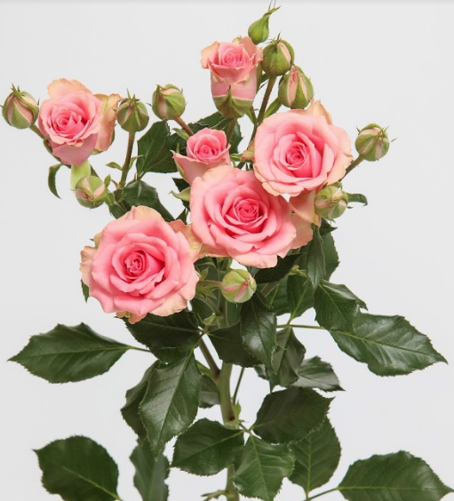 Spray roses Flavia 40 A1 RED LANDS ROSES LTD KE buy wholesale on M-Flowers