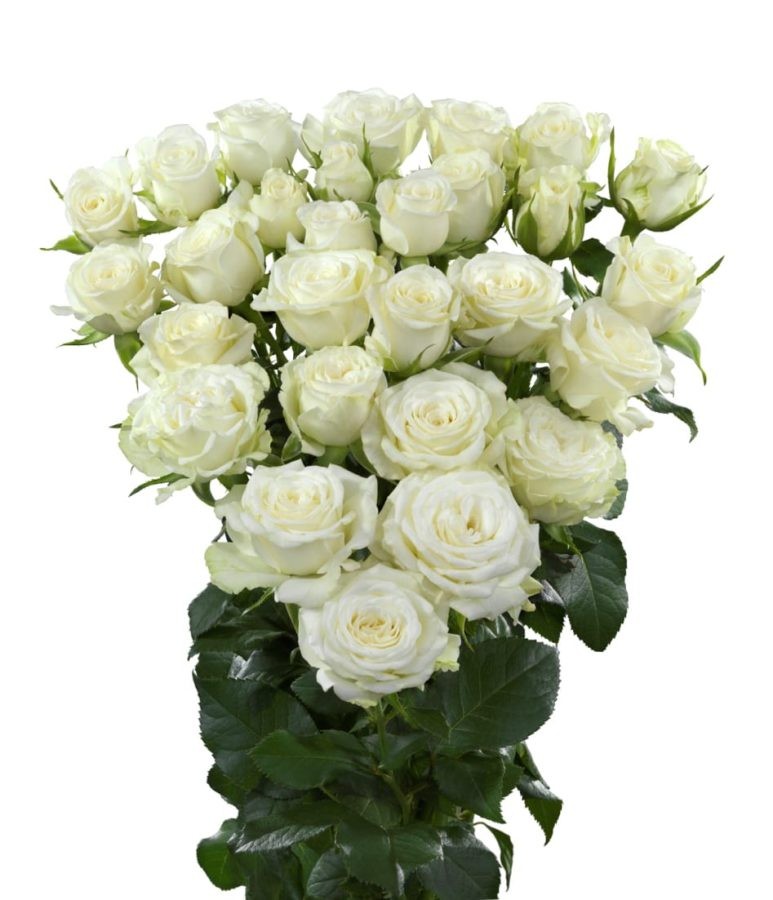 Spray roses Wedding Party white 50 A1 Karen Roses Kenya buy wholesale on M-Flowers