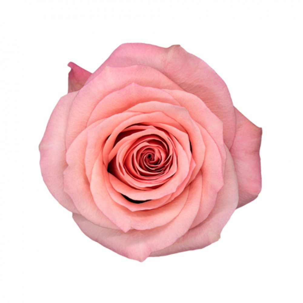 Rose sweet mama multicolor 50 A1 La Rosa Ecuador buy wholesale on M-Flowers