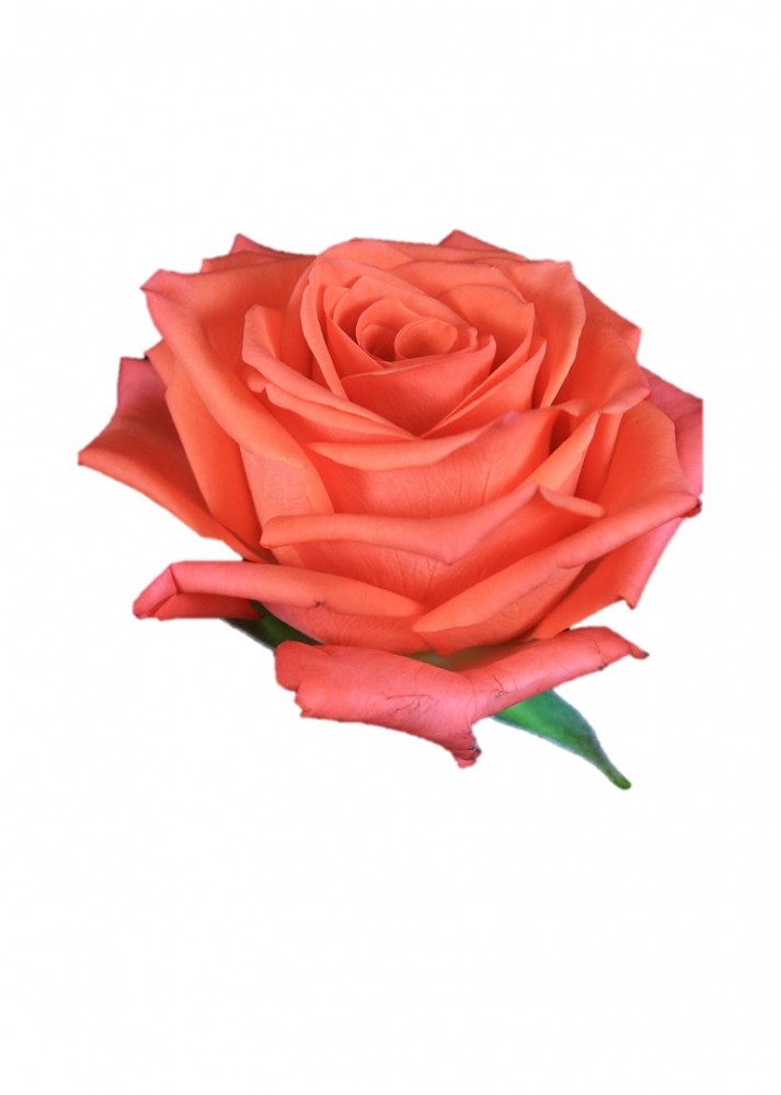 Rose Comanche 40 A1 SIAN ROSES KE buy wholesale on M-Flowers