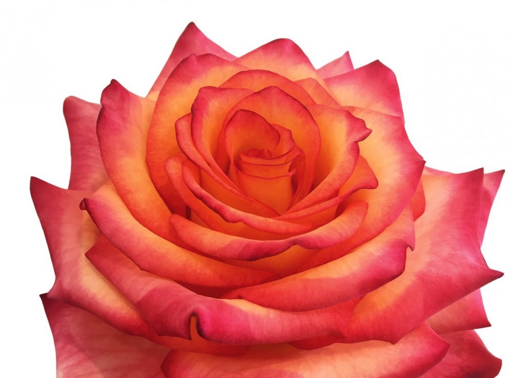 Rose Rush multicolor 40 A1 Sian Roses Kenya buy wholesale on M-Flowers