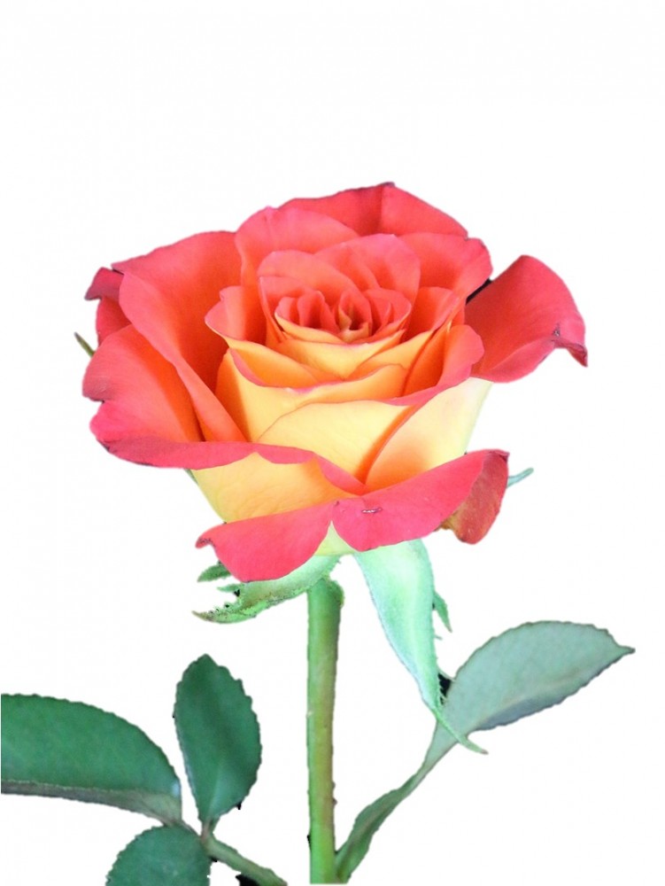 Rose Fire Catcher 40 A1 SIAN ROSES KE buy wholesale on M-Flowers