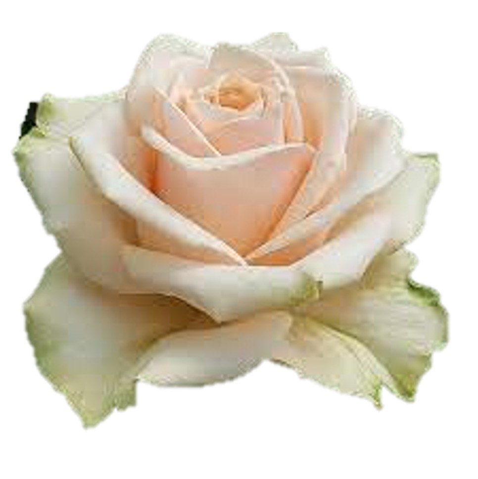 Rose Femina cream 40 A1 Sian Roses Kenya buy wholesale on M-Flowers