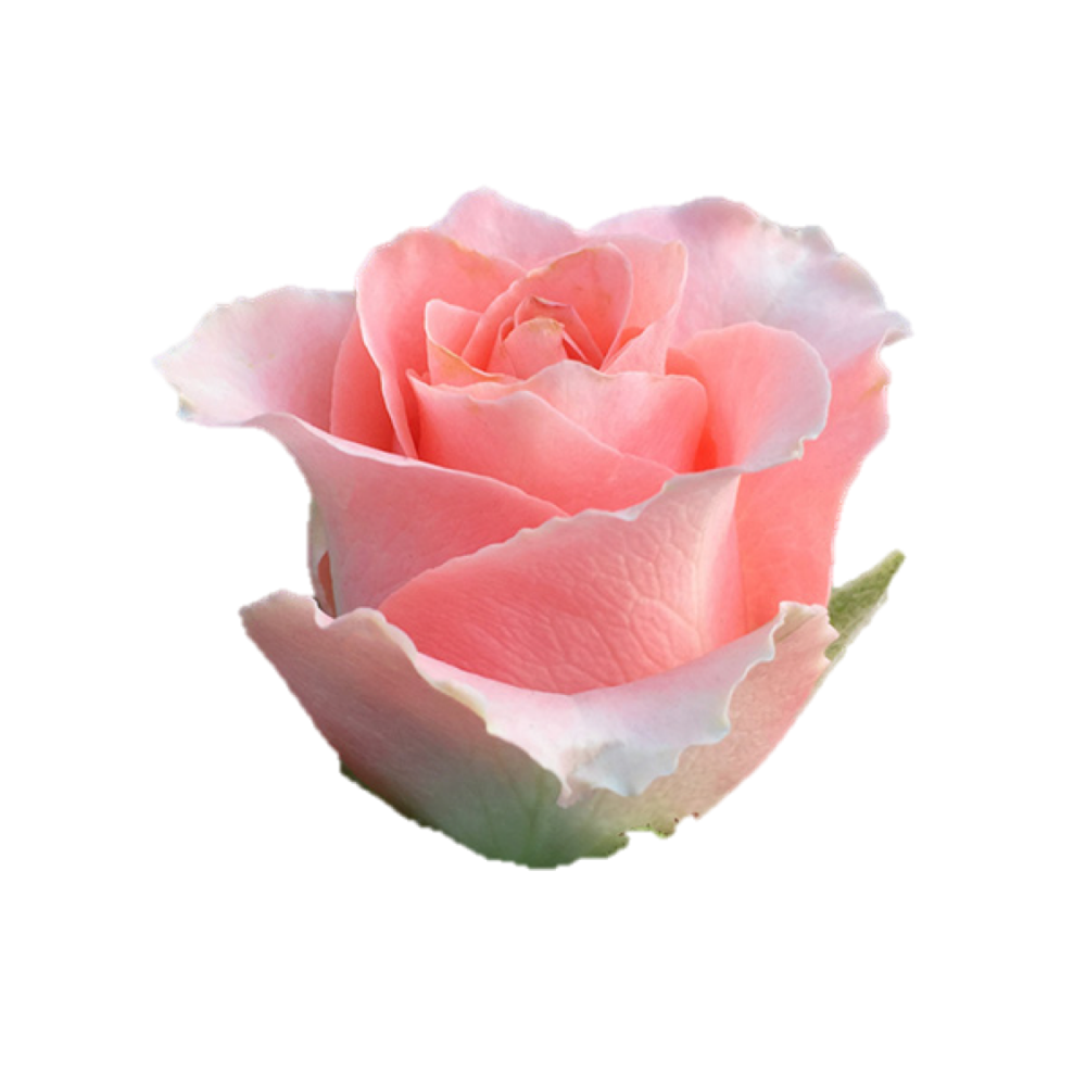 Rose Pink Swift 40 A1 SIAN ROSES KE buy wholesale on M-Flowers