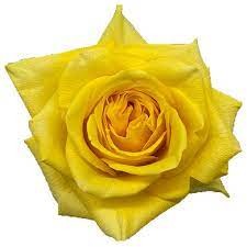 Rose Gold finch 40 A1 SIERRA FLORA LIMITED KE купить оптом на M-Flowers