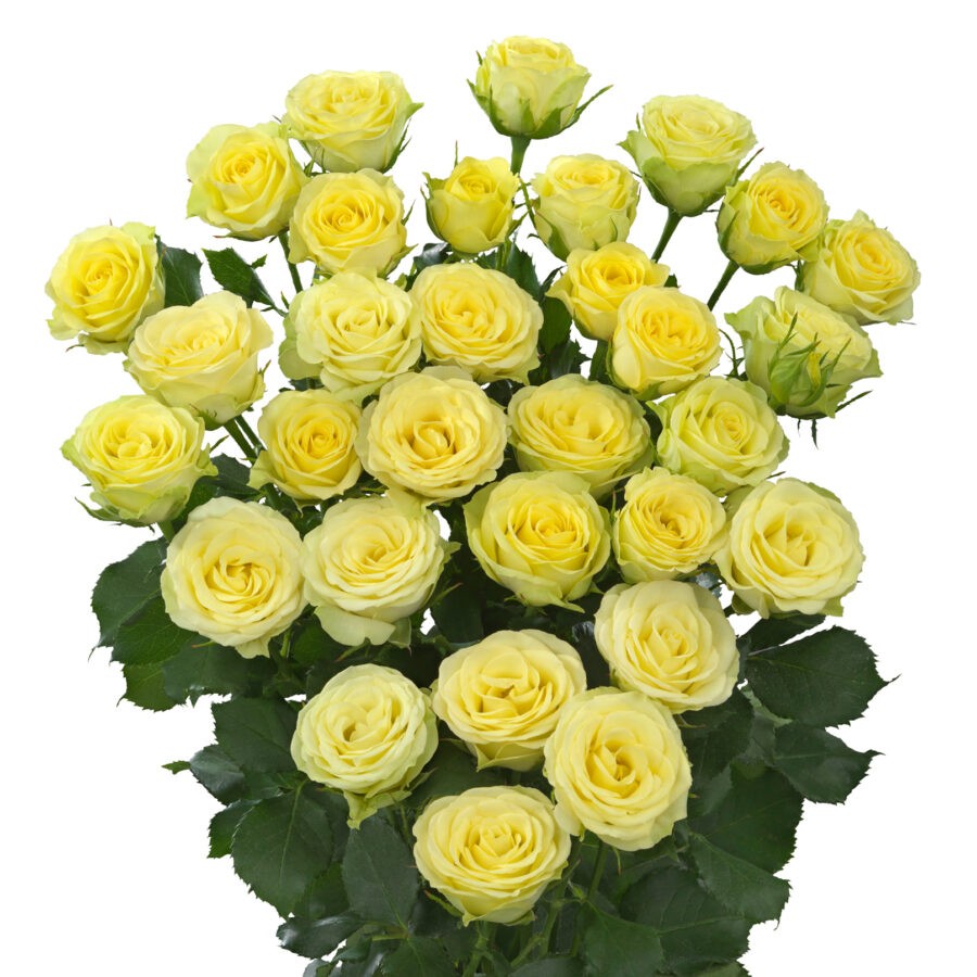 Spray roses Wedding Invite 40 A1 WINCHESTER FARM LTD (Mzurie) KE buy wholesale on M-Flowers