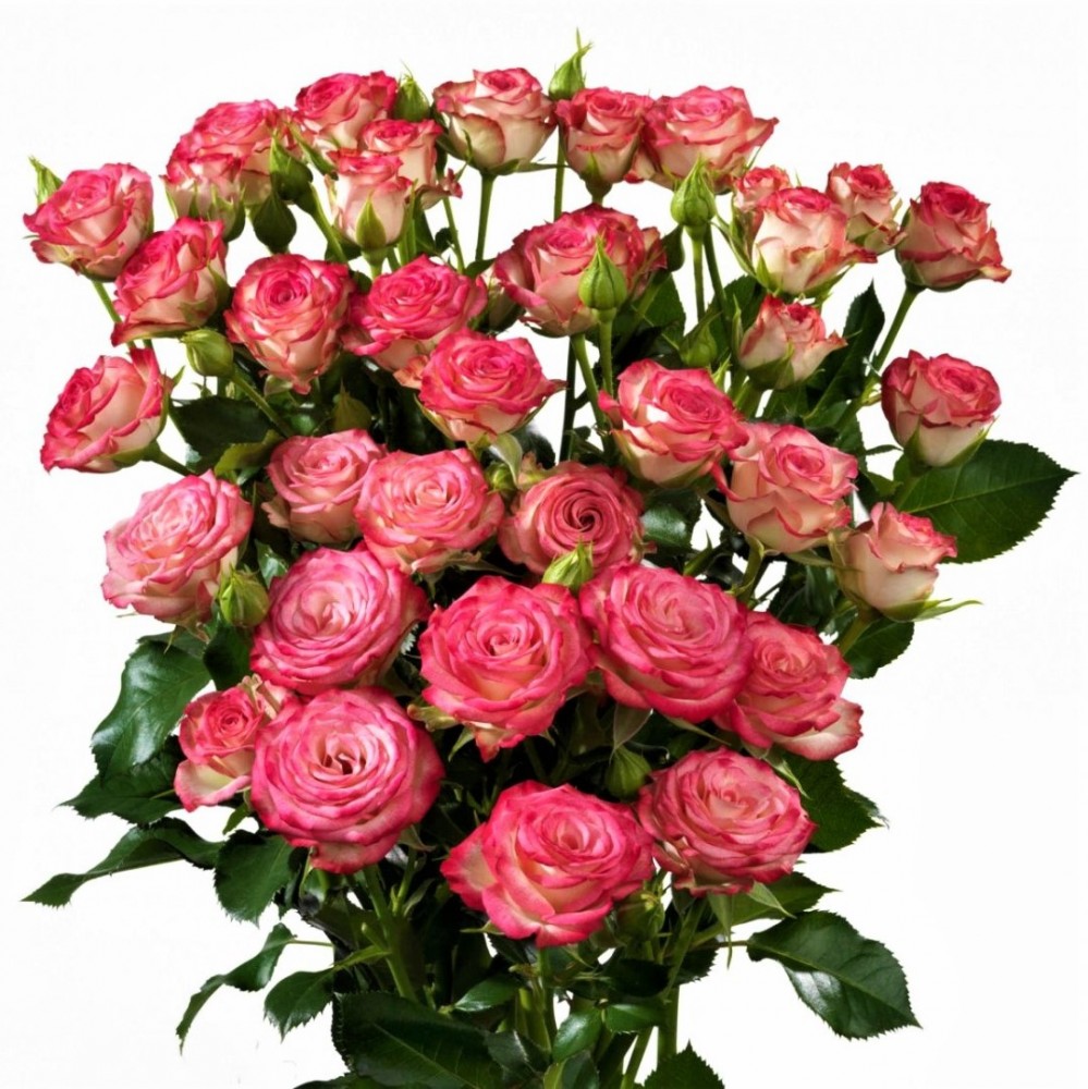 Spray roses Haley multicolor 40 A1 Sian Roses Kenya buy wholesale on M-Flowers