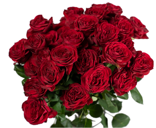 Garden Spray Rose Red Trendsetter 40 A1 FRESH EXCHANGE FZCO KE comprar al por mayor en M-Flowers
