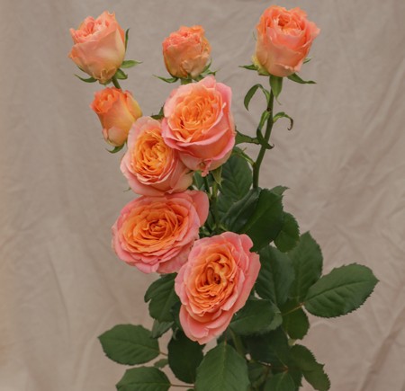 Garden Spray Rose Apricote Lace 40 A1 RED LANDS ROSES LTD KE купить оптом на M-Flowers