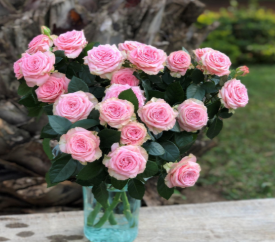 Garden Spray Rose Bal Musette 40 A1 RED LANDS ROSES LTD KE buy wholesale on M-Flowers