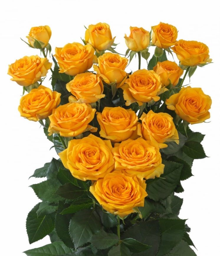 Spray roses Pauline 50 A1 GOLDEN TULIP FARMS LIMITED KE buy wholesale on M-Flowers