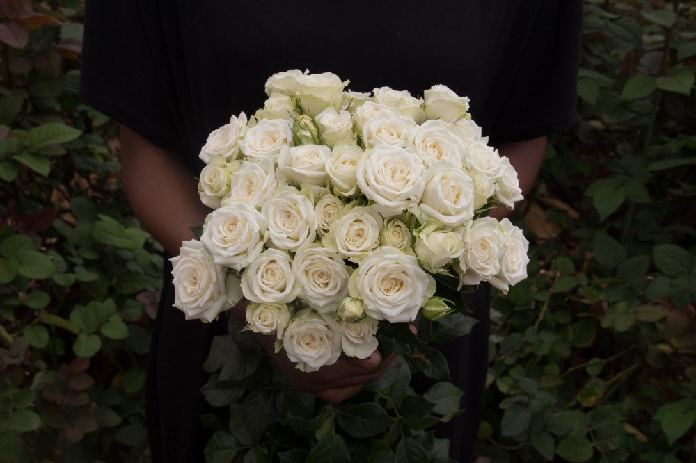 Garden Spray Rose Lyrica 50 A1 KAREN ROSES LTD KE buy wholesale on M-Flowers