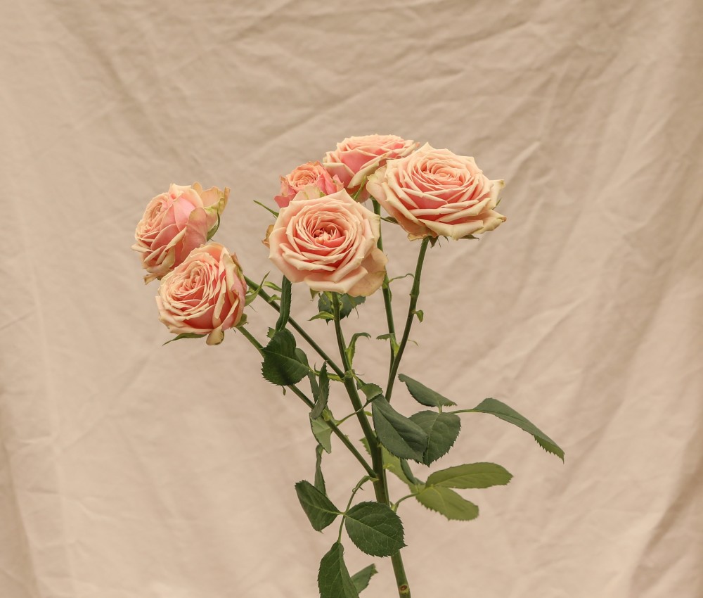 Garden Spray Rose Nalani 40 A1 RED LANDS ROSES LTD KE buy wholesale on M-Flowers