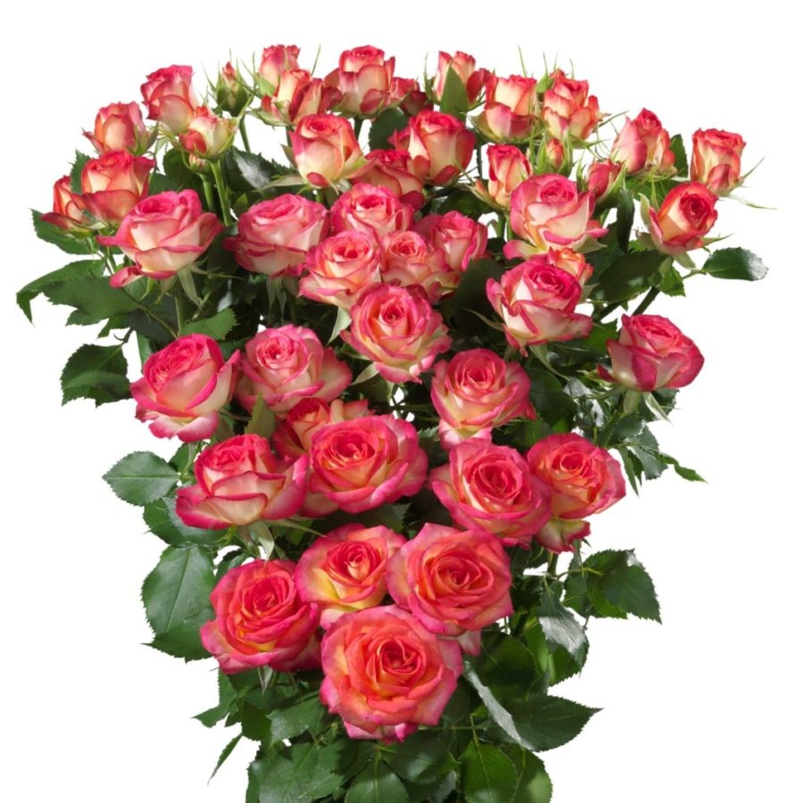 Spray roses Summer Dance 50 A1 KAREN ROSES LTD KE buy wholesale on M-Flowers