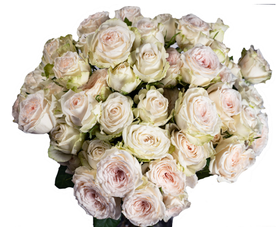 Garden Spray Rose Snow Ballet pink 50 A1 Garden Spray Rose Snow Ballet 50 A1 TAMBUZI LTD KE buy wholesale on M-Flowers