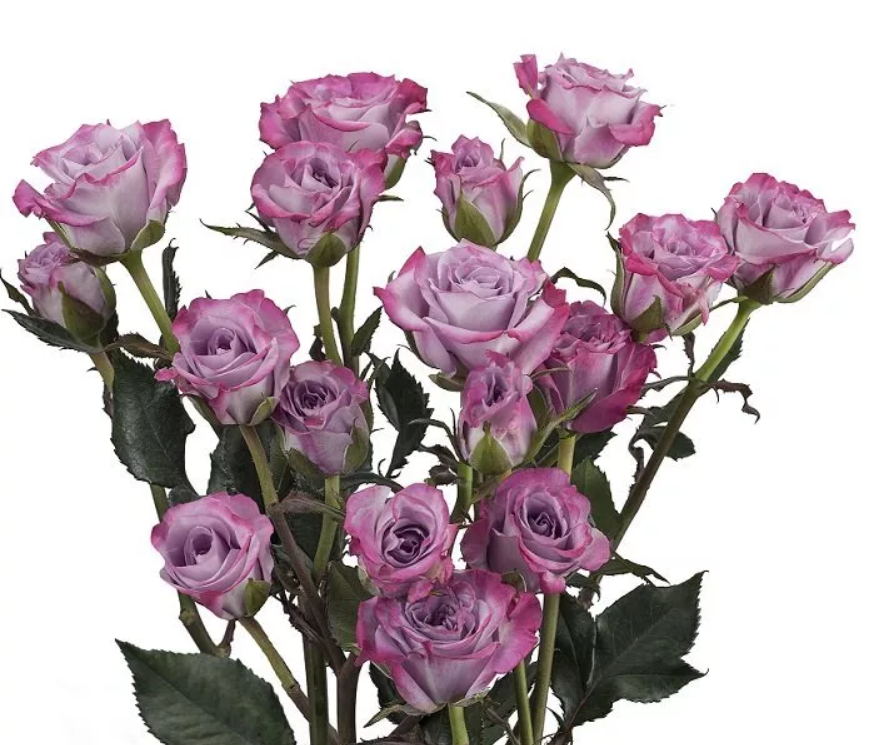 Spray roses Ocean Mikado purple 50 A1 PRIMAROSA FLOWERS LTD Kenya buy wholesale on M-Flowers