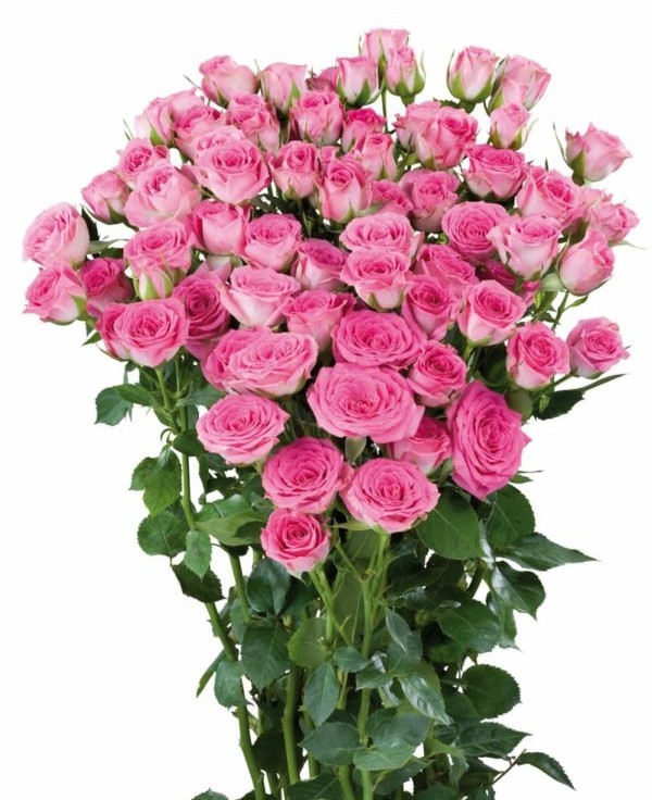 Spray roses Pink Twister light-pink 70 A1 PRIMAROSA FLOWERS LTD Kenya comprar al por mayor en M-Flowers