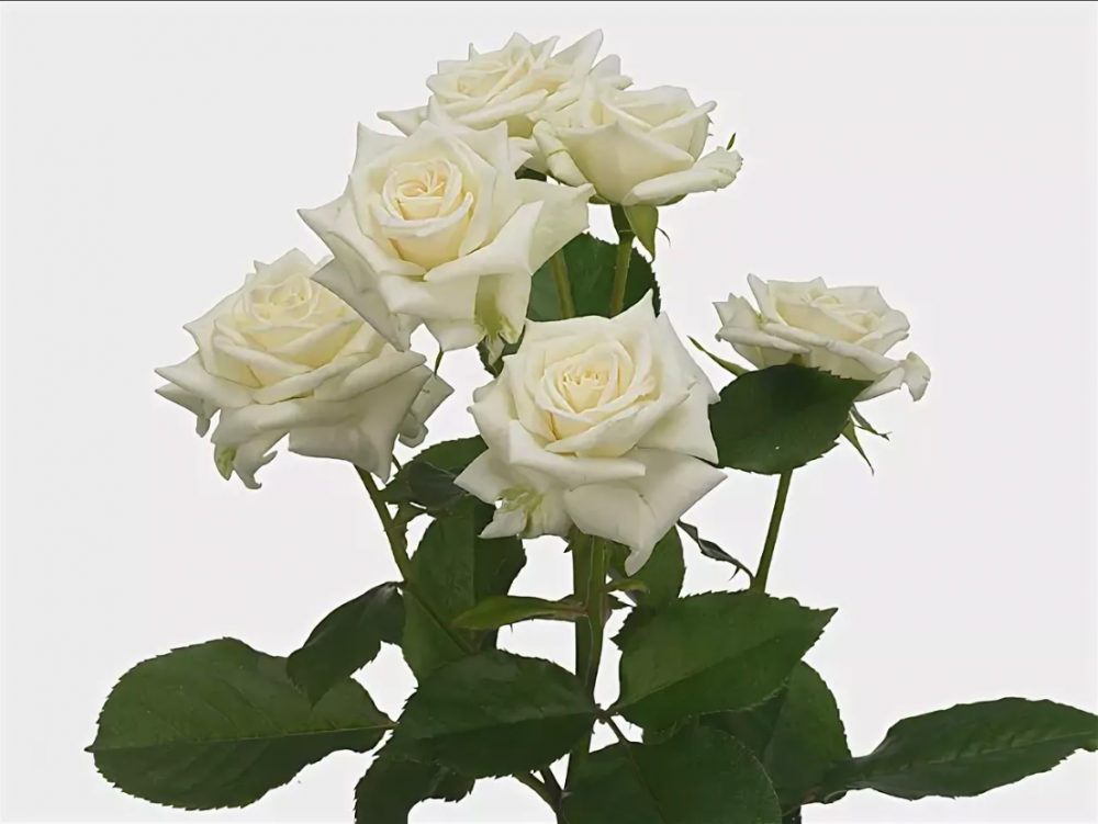 Spray roses Jeannine cream 50 A1 PRIMAROSA FLOWERS LTD Kenya buy wholesale on M-Flowers