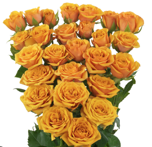 Spray roses Saffron Smile 40 A1 SHALIMAR FLOWERS (KENYA) LTD KE buy wholesale on M-Flowers